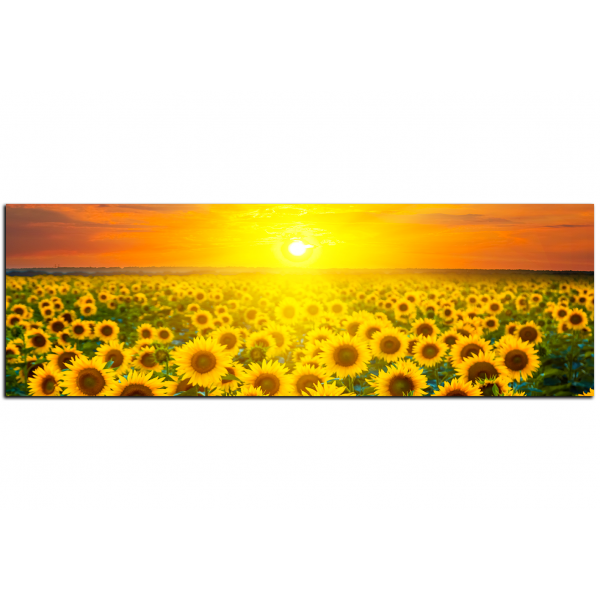 Obraz na plátně - Polje suncokreta u zalasku sunca - panorama